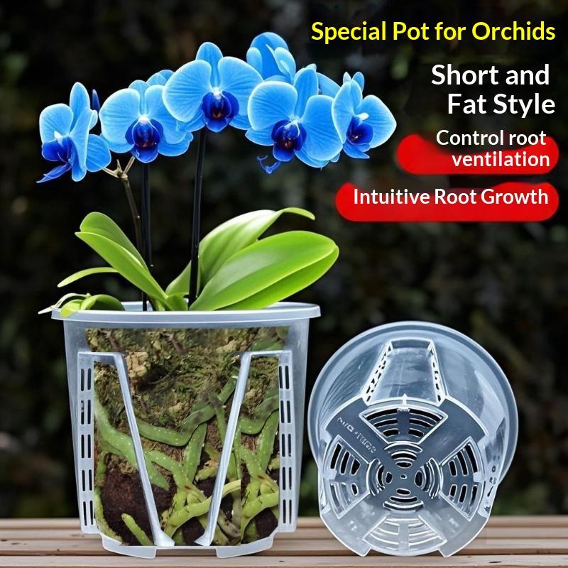 Orchid Phalaenopsis - Plastic Root Control Transparent Flower Pot