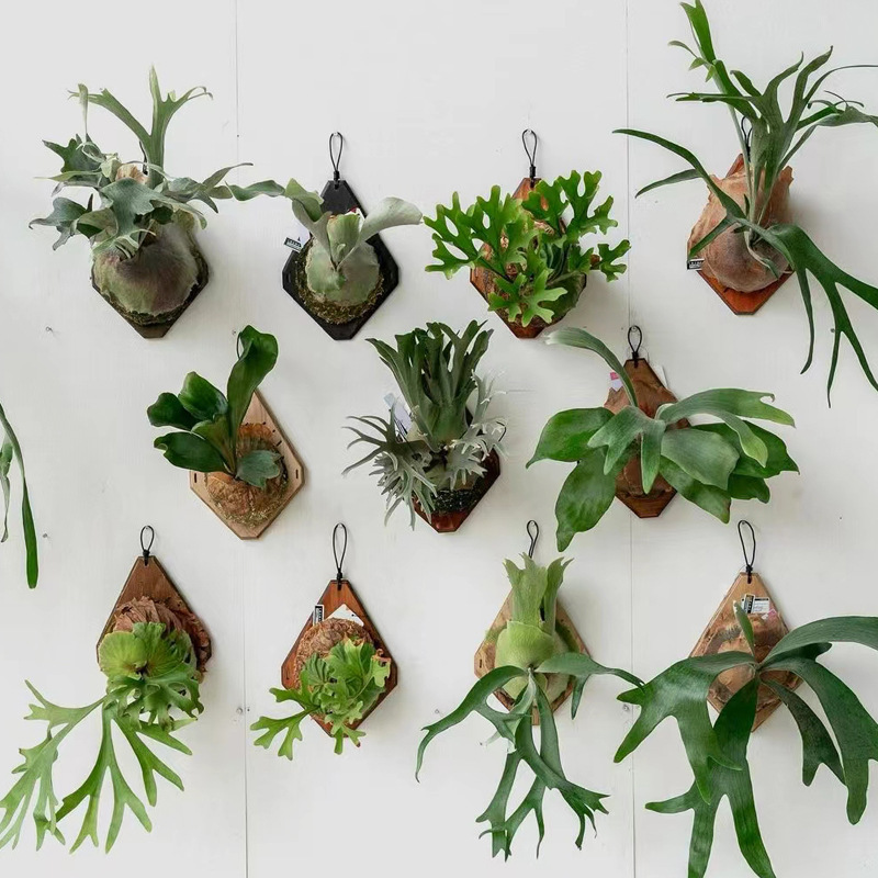Orchid Phalaenopsis - New Wooden Staghorn Fern Wall Mount