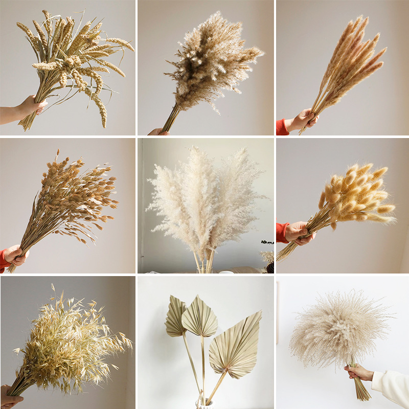 Wabi-sabi Dried Flowers Natura - đánh giá và giá Orchid Phalaenopsis