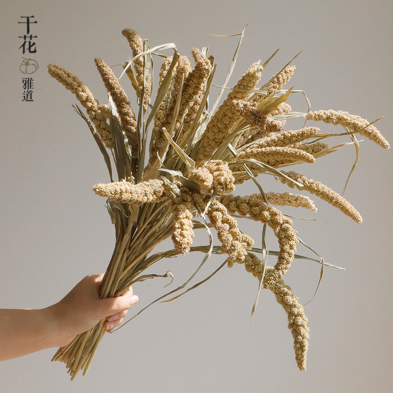 Wabi-sabi Dried Flowers Natura - đánh giá và giá Orchid Phalaenopsis