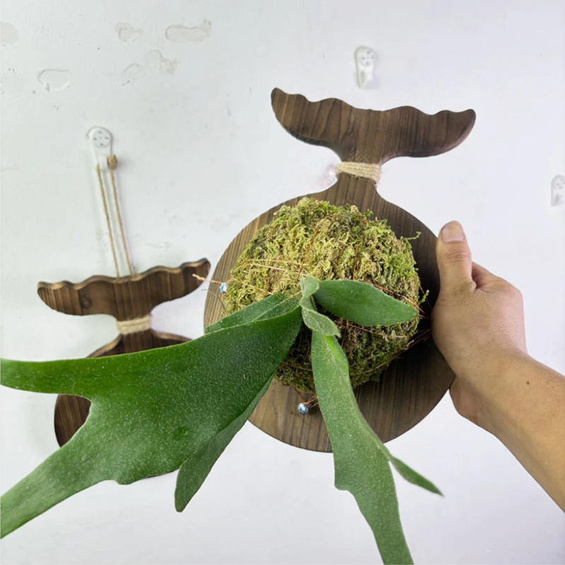 New Wooden Staghorn Fern Wall  - đánh giá và giá Orchid Phalaenopsis